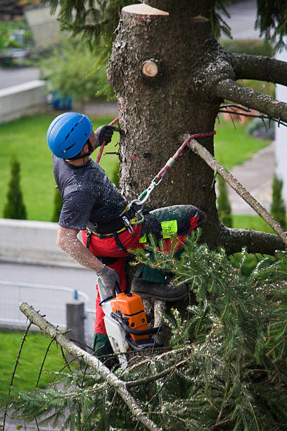 Best Root Management and Removal  in New Hempstead, NY